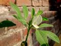 Fenugreek